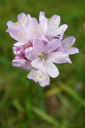 Armeria maritima subsp. elongata \ Sand-Grasnelke, D Bensheim 12.10.2014