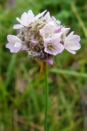 Armeria maritima subsp. elongata \ Sand-Grasnelke / Tall Thrift, D Bensheim 12.10.2014