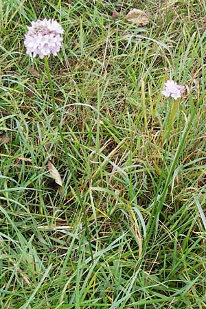 Armeria maritima subsp. elongata \ Sand-Grasnelke, D Bensheim 12.10.2014