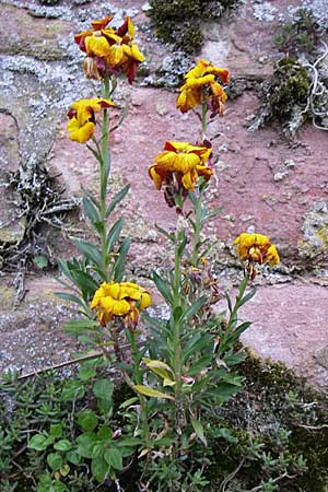 Erysimum cheiri \ Goldlack / Wallflower, D Mannheim-Seckenheim 1.5.2008