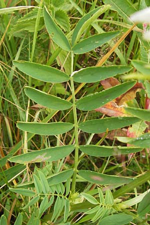 Galega officinalis \ Geiraute, D Schwarzwald, Hornisgrinde 30.7.2013