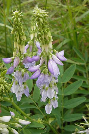 Galega officinalis \ Geiraute, D Schwarzwald, Hornisgrinde 30.7.2013