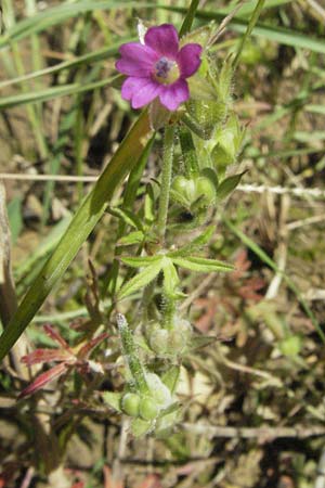 Geranium pusillum \ Kleiner Storchschnabel, D Mosbach 7.7.2007