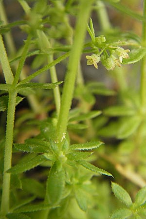 Galium parisiense s.str. / Wall Bedstraw, D Mannheim 6.5.2009