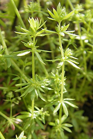 Galium parisiense s.str. / Wall Bedstraw, D Mannheim 6.5.2009