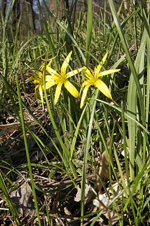 Gagea pratensis \ Wiesen-Gelbstern, D Viernheim 6.4.2010