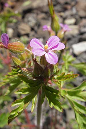 Geranium purpureum \ Purpur-Storchschnabel, D Mannheim 24.4.2010