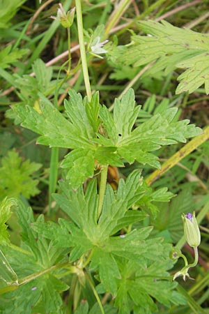 Geranium palustre \ Sumpf-Storchschnabel / Marsh Crane's-Bill, D Gessertshausen 30.7.2011