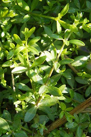 Galium palustre agg. \ Sumpf-Labkraut, D Kehl 15.10.2011