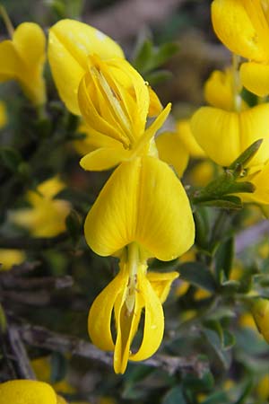 Genista pilosa \ Heide-Ginster, Behaarter Ginster / Hairy Greenweed, D Donnersberg 26.4.2012