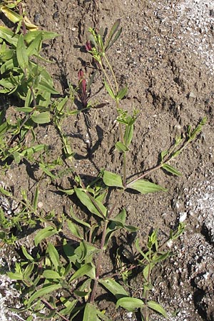 Gypsophila perfoliata, Perfoliate Gypsophila