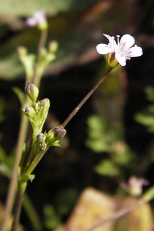 Gypsophila perfoliata \ Durchwachsenblttriges Gipskraut / Perfoliate Gypsophila, D Philippsthal-Heimboldshausen 6.7.2013