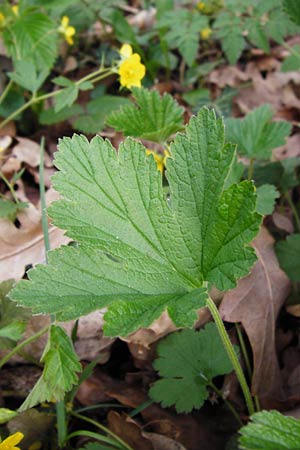 Geum waldsteinia \ Gelapptblttrige Waldsteinie / Barren Strawberry, Waldsteinia, D Wertingen-Binswangen 1.4.2014