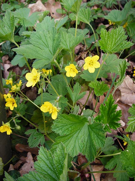 Geum waldsteinia \ Gelapptblttrige Waldsteinie / Barren Strawberry, Waldsteinia, D Wertingen-Binswangen 1.4.2014