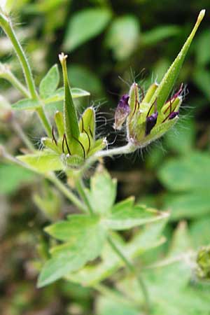 Geranium phaeum \ Brauner Storchschnabel / Dusky Crane's-Bill, D Schwarzwald/Black-Forest, Calw 2.6.2014