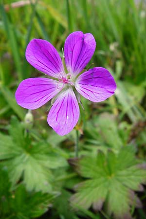 Geranium palustre \ Sumpf-Storchschnabel / Marsh Crane's-Bill, D Odenwald, Fischbachtal-Steinau 25.6.2014