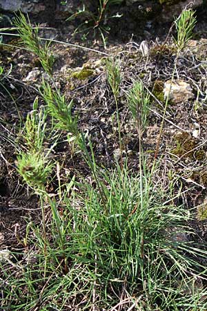 Poa bulbosa \ Knolliges Rispengras, D Rheinhessen, Wonsheim 26.4.2008