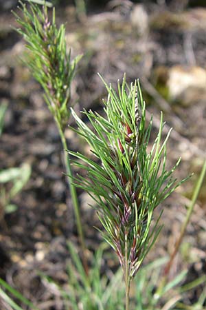 Poa bulbosa \ Knolliges Rispengras / Bulbous Meadow Grass, D Rheinhessen, Wonsheim 26.4.2008