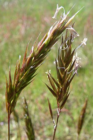 Anthoxanthum odoratum \ Gewhnliches Ruch-Gras, D Waghäusel-Wiesental 3.5.2008