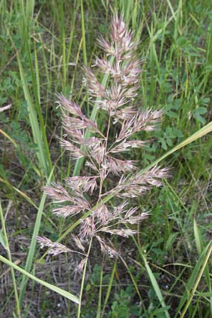 Calamagrostis epigejos \ Land-Reitgras / Wood Small Reed, D Buggingen 12.7.2008