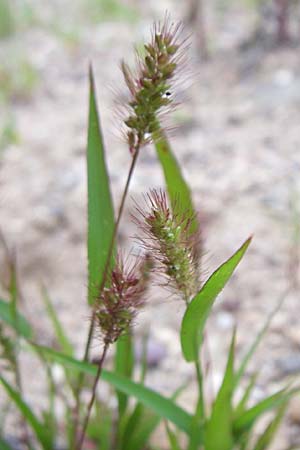 Setaria pumila \ Rote Borstenhirse, Fuchsrote Borstenhirse, D Rheinstetten-Silberstreifen 21.7.2008