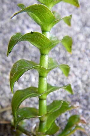 Groenlandia densa \ Dichtes Laichkraut, Fischkraut / Opposite-Leaved Pontweed, D Bruchsal-Heidelsheim 26.7.2008