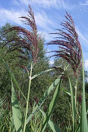 Phragmites australis \ Schilf, D Eisenberg 17.8.2008