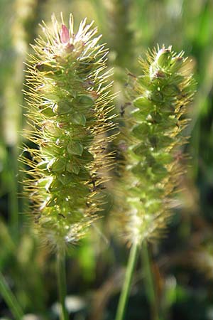 Setaria pumila \ Rote Borstenhirse, Fuchsrote Borstenhirse, D Karlsruhe 18.8.2008