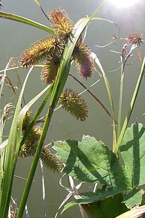 Carex pseudocyperus \ Zypergras-Segge, Scheinzyper-Segge / Cyperus Sedge, D Böblingen 30.8.2008