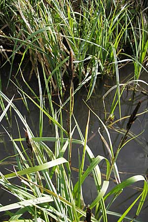 Carex riparia \ Ufer-Segge / Great Pond Sedge, D Wörth-Büchelberg 8.4.2009