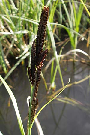 Carex riparia \ Ufer-Segge / Great Pond Sedge, D Wörth-Büchelberg 8.4.2009