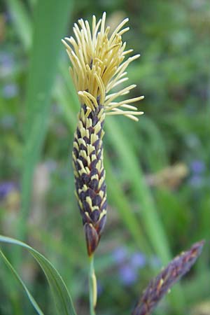 Carex flacca \ Blaugrne Segge / Blue Sedge, Carnation Grass, D Weinheim an der Bergstraße 15.4.2009