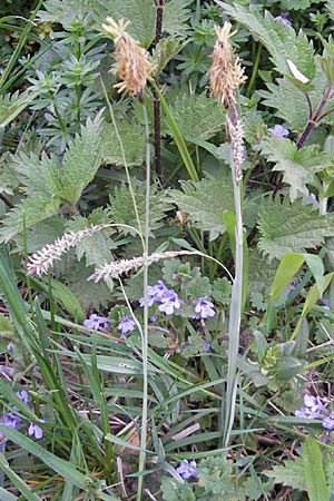 Carex flacca \ Blaugrne Segge / Blue Sedge, Carnation Grass, D Weinheim an der Bergstraße 15.4.2009