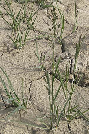 Poa pratensis \ Wiesen-Rispengras, Wiesenrispe, D Gerolzhofen-Sulzheim 25.4.2009