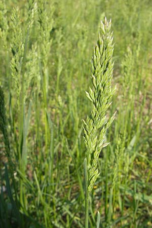 Poa trivialis \ Gewhnliches Rispengras / Rough Blue Grass, D Sandhausen 2.5.2009