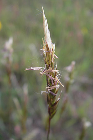 Anthoxanthum odoratum \ Gewhnliches Ruch-Gras, D Viernheim 4.5.2009