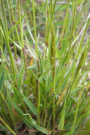 Anthoxanthum odoratum \ Gewhnliches Ruch-Gras / Sweet Vernal Grass, D Viernheim 4.5.2009