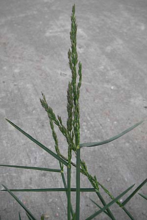 Poa pratensis \ Wiesen-Rispengras, Wiesenrispe / Smooth Meadow Grass, Kentucky Blue Grass, D Mannheim 6.5.2009