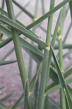 Poa pratensis \ Wiesen-Rispengras, Wiesenrispe, D Mannheim 6.5.2009