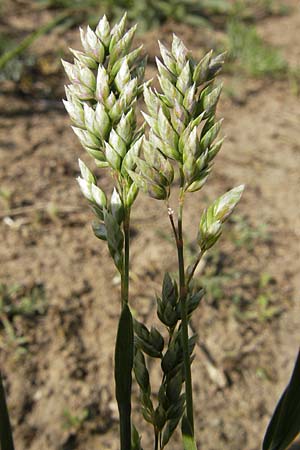 Poa badensis \ Badener Rispengras / Baden Blue Grass, D Darmstadt 10.5.2009