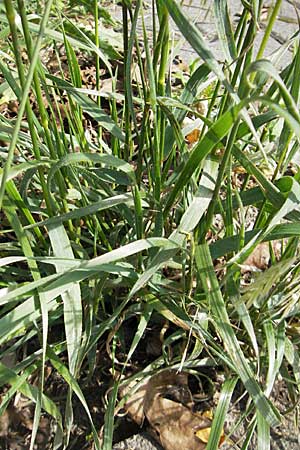 Bromus erectus \ Aufrechte Trespe, Berg-Trespe / Erect Brome, D Weinheim an der Bergstraße 20.5.2009