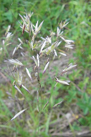 Helictotrichon pubescens \ Flaumiger Wiesenhafer / Downy Alpine Oat Grass, D Günzburg 22.5.2009