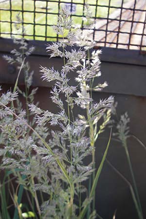 Calamagrostis epigejos \ Land-Reitgras / Wood Small Reed, D Karlsruhe 13.6.2009