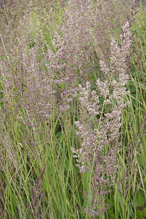 Calamagrostis canescens \ Sumpf-Reitgras, D Mannheim 19.6.2009