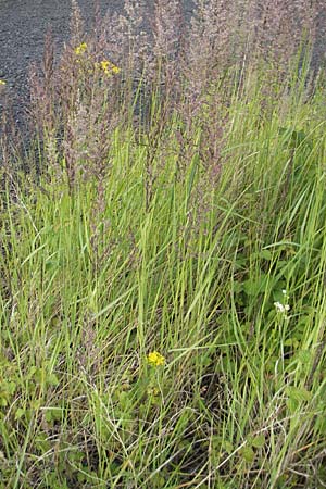 Calamagrostis canescens \ Sumpf-Reitgras / Purple Small Reed, D Mannheim 19.6.2009