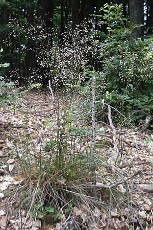 Deschampsia flexuosa \ Draht-Schmiele / Wavy Hair Grass, D Eisenberg 28.6.2009