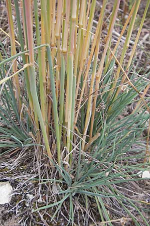 Koeleria glauca \ Blaugrnes Schillergras / Blue Hair Grass, D Sandhausen 3.7.2009