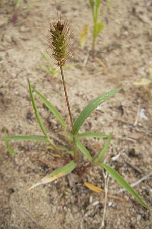 Setaria pumila \ Rote Borstenhirse, Fuchsrote Borstenhirse, D Sandhausen 3.7.2009