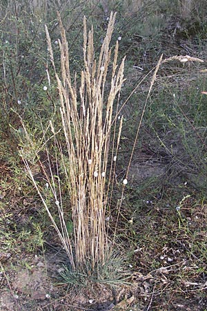 Koeleria glauca \ Blaugrnes Schillergras, D Sandhausen 30.7.2009