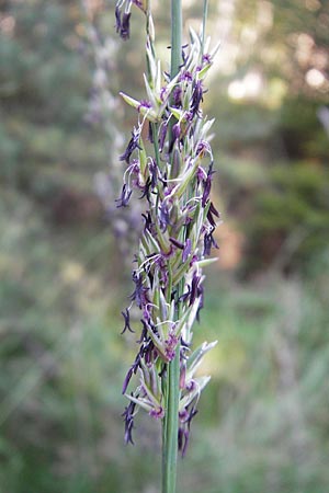 Molinia arundinacea \ Rohr-Pfeifengras / Tall Moor Grass, D Odenwald, Erbach 19.8.2009